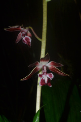 Calanthe brevicornu