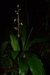 Calanthe brevicornu