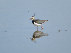 Vanellus vanellus