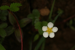 Fragaria nubicola