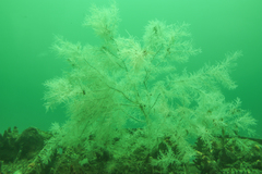 Antipathella fiordensis
