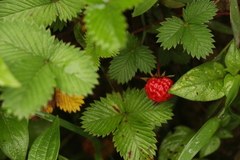 Fragaria nubicola