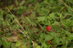 Fragaria nubicola