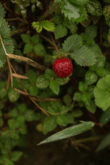 Fragaria nubicola