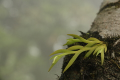 Oberonia pachyrachis