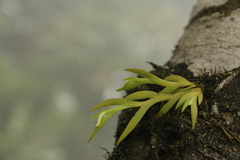 Oberonia pachyrachis