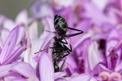 Camponotus angusticeps