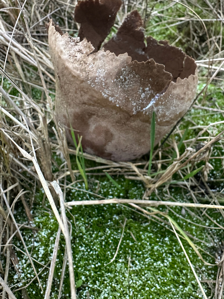 Lycoperdon utriforme · January 2026 · photo: © limonstera (iNaturalist, cc-by)