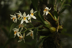 Coelogyne nitida