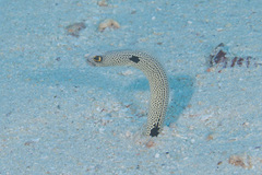 Heteroconger hassi