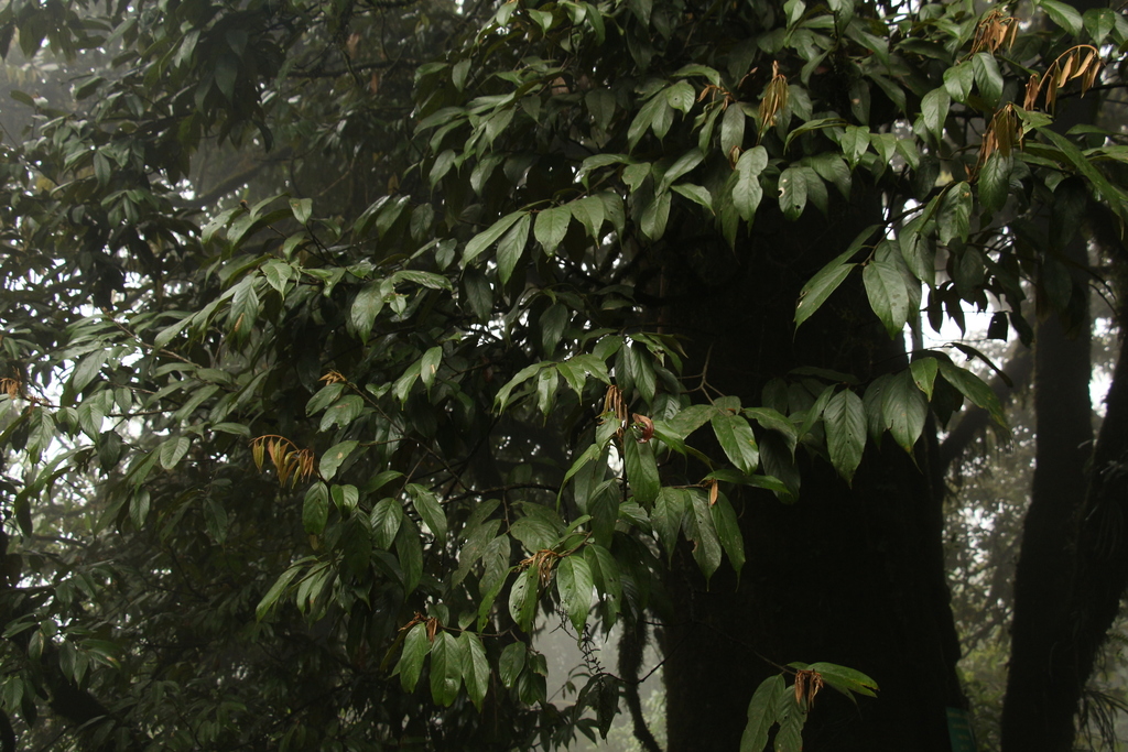 Quercus lamellosa; photograph (c) Siddarth Machado, some rights reserved (CC BY)