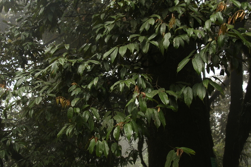 Image of Quercus lamellosa by (c) Siddarth Machado, some rights reserved (CC BY)