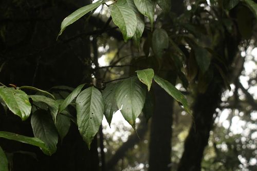 Quercus lamellosa, photograph 4