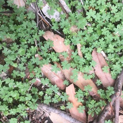 Hydrocotyle tripartita