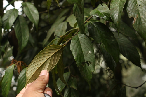Quercus lamellosa, photograph 5
