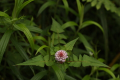 Persicaria runcinata