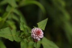 Persicaria runcinata