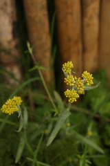 Pseudognaphalium affine
