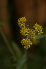 Pseudognaphalium affine