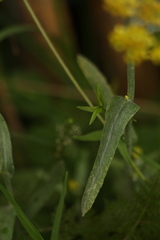 Pseudognaphalium affine