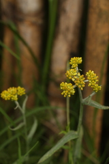 Pseudognaphalium affine