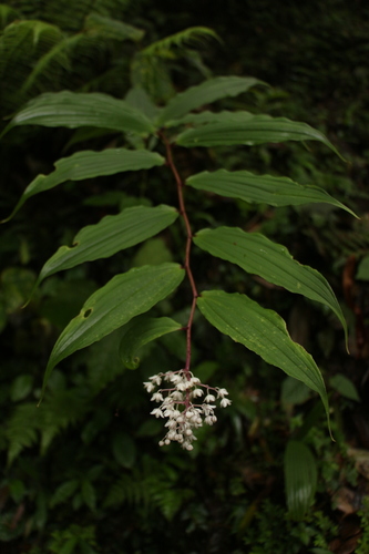 Maianthemum oleraceum, photograph 3