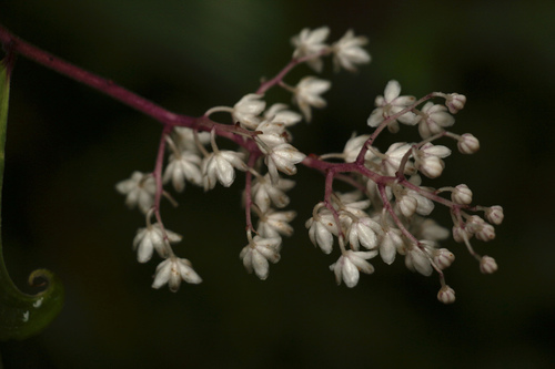 Maianthemum oleraceum, photograph 4