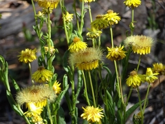 Xerochrysum interiore
