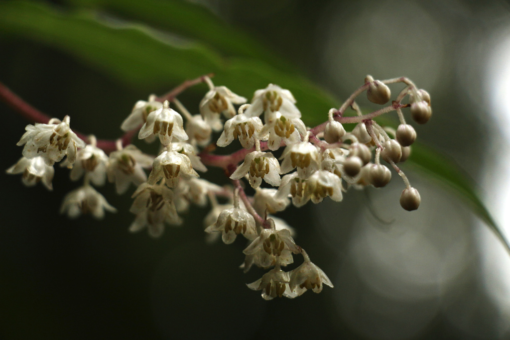 Maianthemum oleraceum; photograph (c) Siddarth Machado, some rights reserved (CC BY)