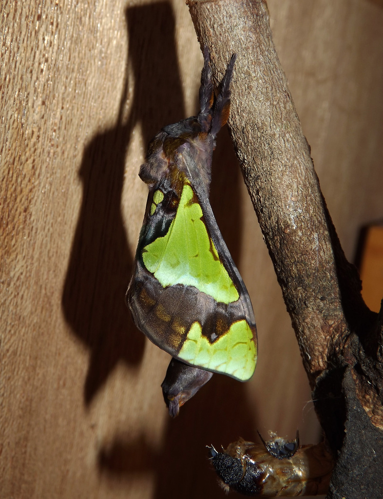 Splendid Ghost Moth