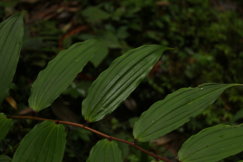 Maianthemum oleraceum, photograph 5