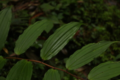 Maianthemum oleraceum