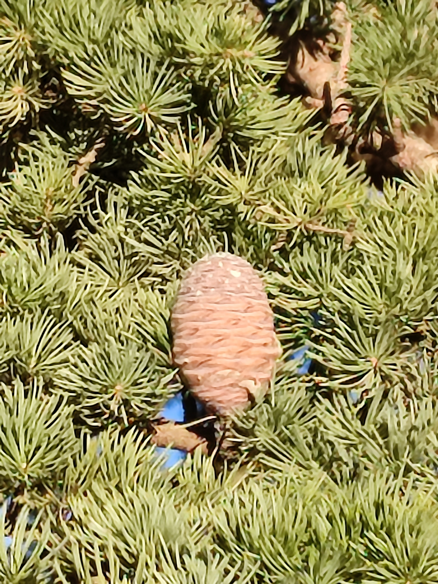 Cedrus atlantica