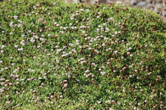 (c) Tony Rebelo, some rights reserved (CC BY-SA) Falkia repens, photograph (c) Tony Rebelo, some rights reserved (CC BY-SA)