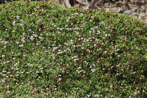 Falkia repens, photograph 6