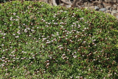 Falkia repens, photograph (c) Tony Rebelo, some rights reserved (CC BY-SA)
