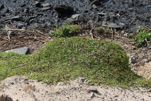 Pink Ear (Falkia repens)
