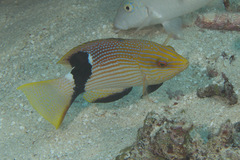 Bodianus loxozonus