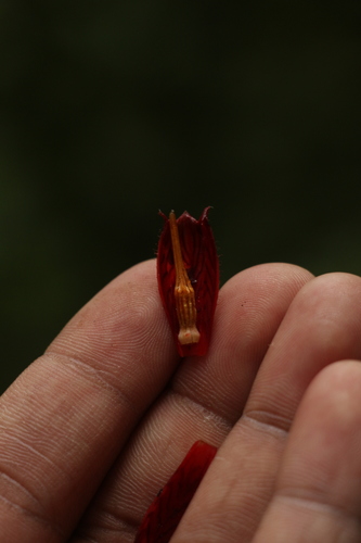 Image of Agapetes serpens by (c) Siddarth Machado, some rights reserved (CC BY)