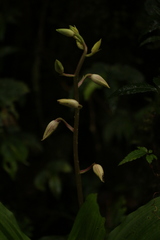 Calanthe brevicornu