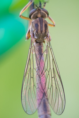 Slender Striped Robberfly, photo 3 of 10