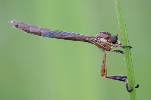Slender Striped Robberfly, photo 2 of 10