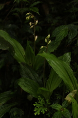 Calanthe brevicornu