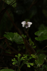 Viola pilosa