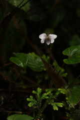 Viola pilosa
