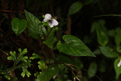 Viola pilosa