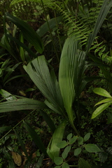 Molineria capitulata