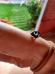 Membracis foliatafasciata