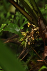 Molineria capitulata