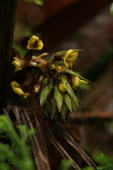 Molineria capitulata